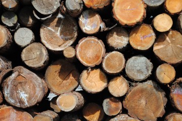 Ramassage de bois de chauffage