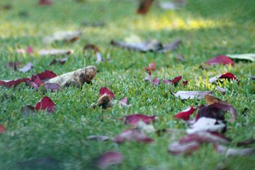 Soufflage de feuilles mortes