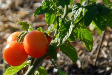 Entretien de potager