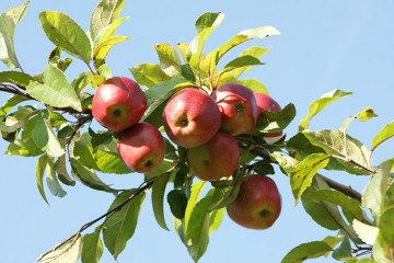 Taille de fruitiers