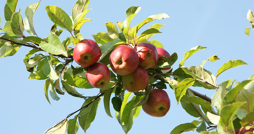 taille-fruitiers